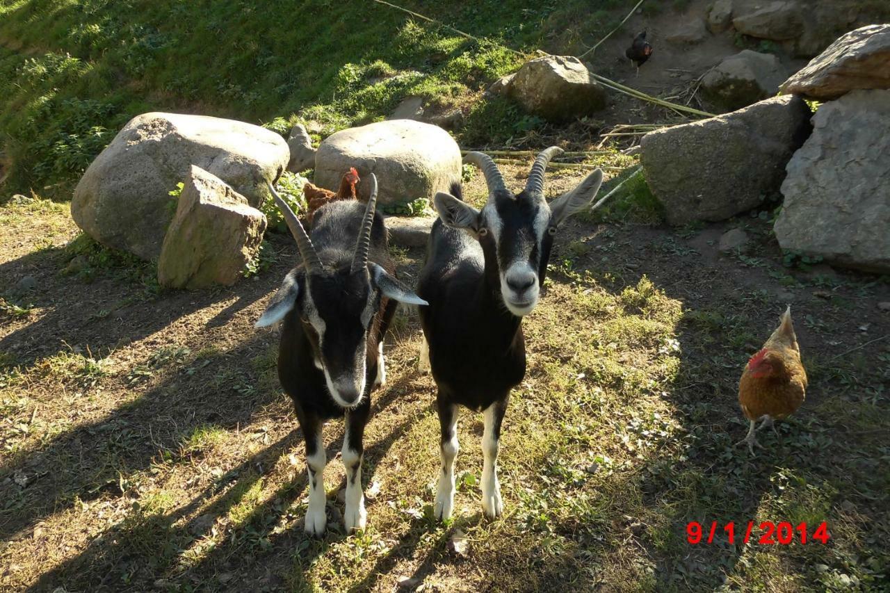 Urlaub Auf Dem Haenslehof Daire Elzach Dış mekan fotoğraf
